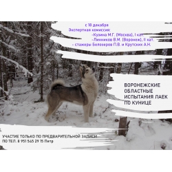 Испытания лаек по кунице