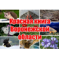 В преддверии летне-осенней и зимней охоты на пернатую дичь